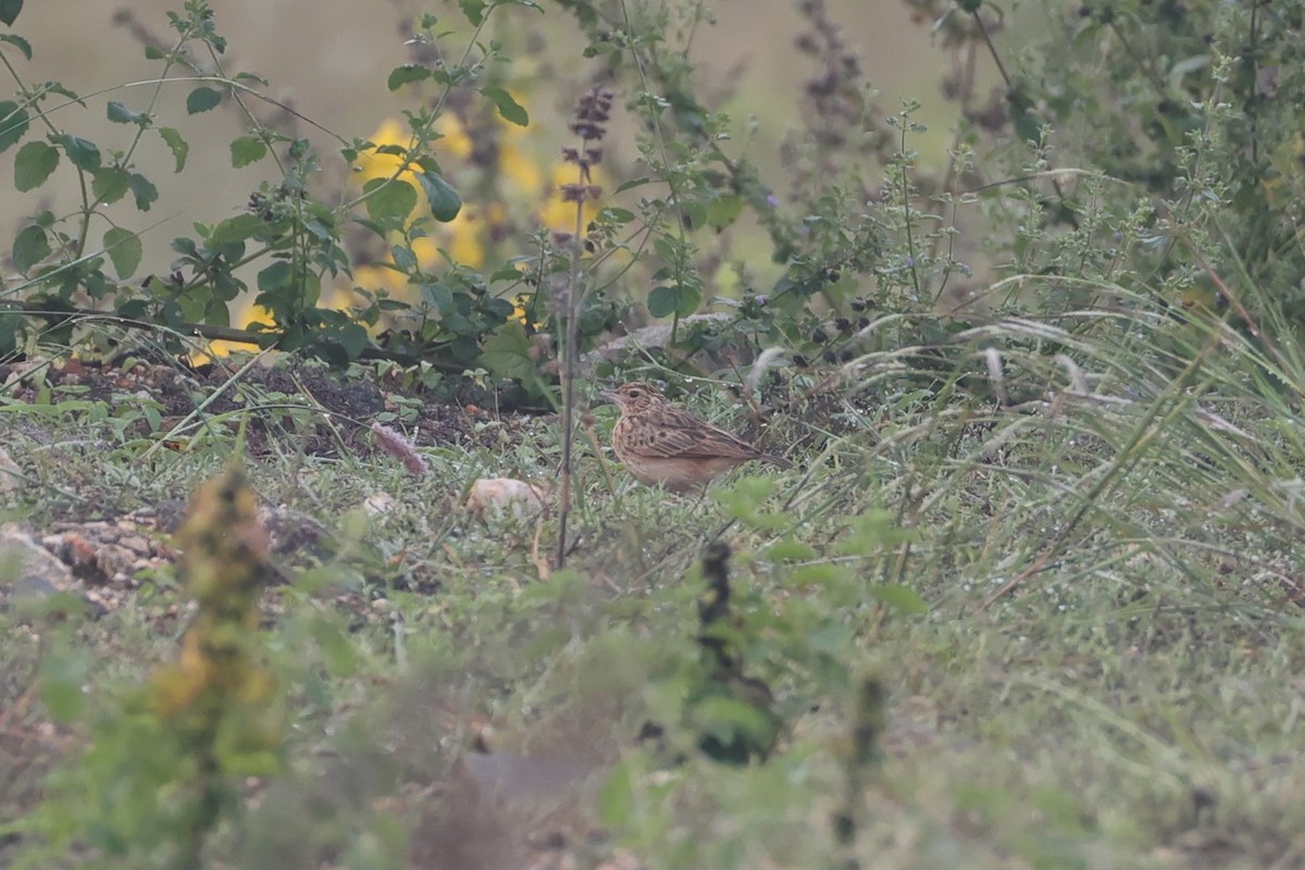 Jerdon's Bushlark - ML646532749
