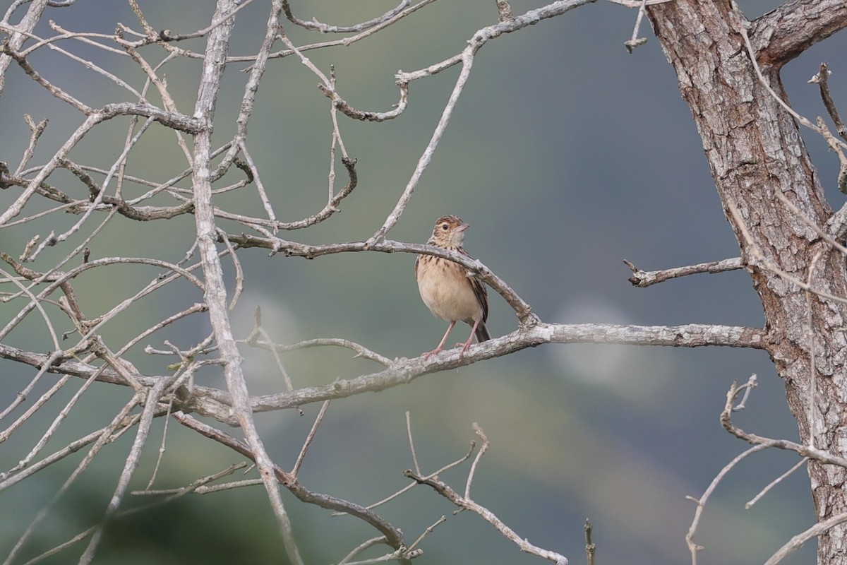 Jerdon's Bushlark - ML646532750