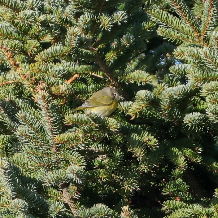 Nashville Warbler - ML646532751