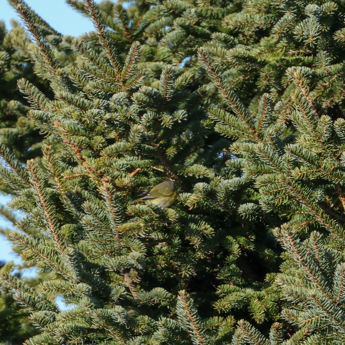 Nashville Warbler - ML646532752