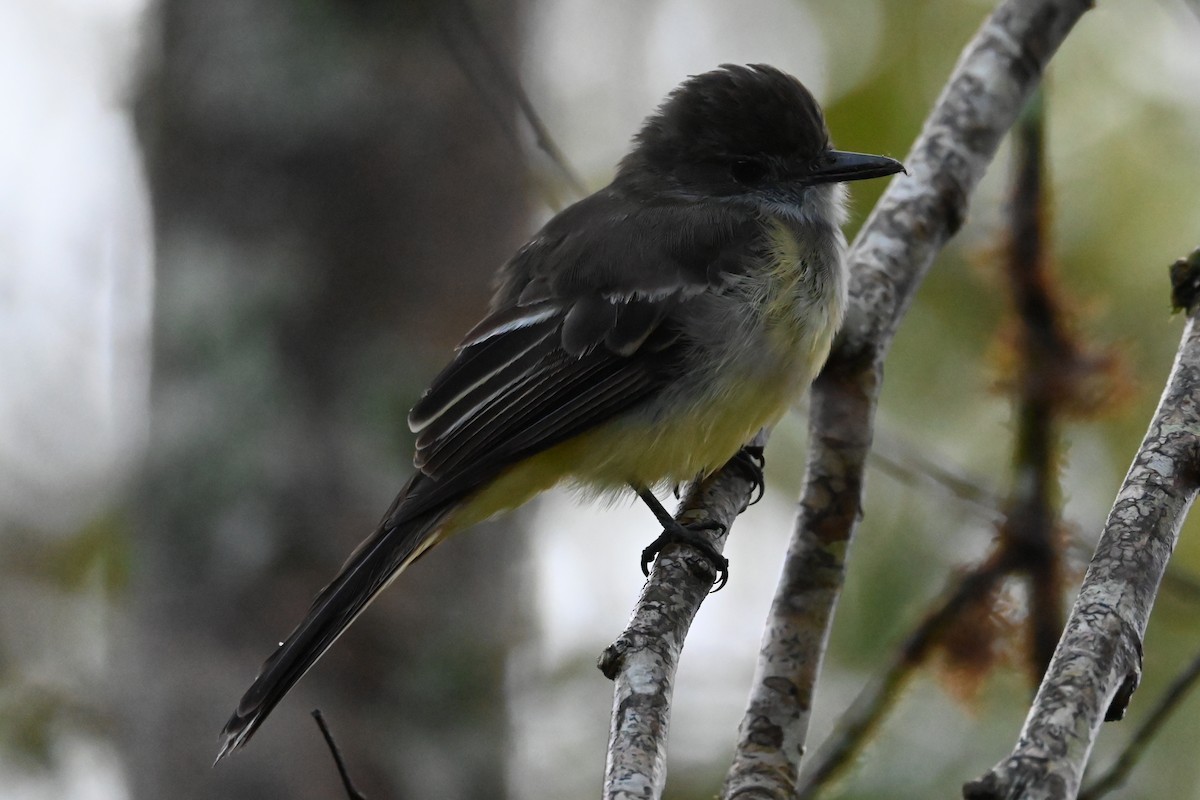 Pale-edged Flycatcher - ML646532754