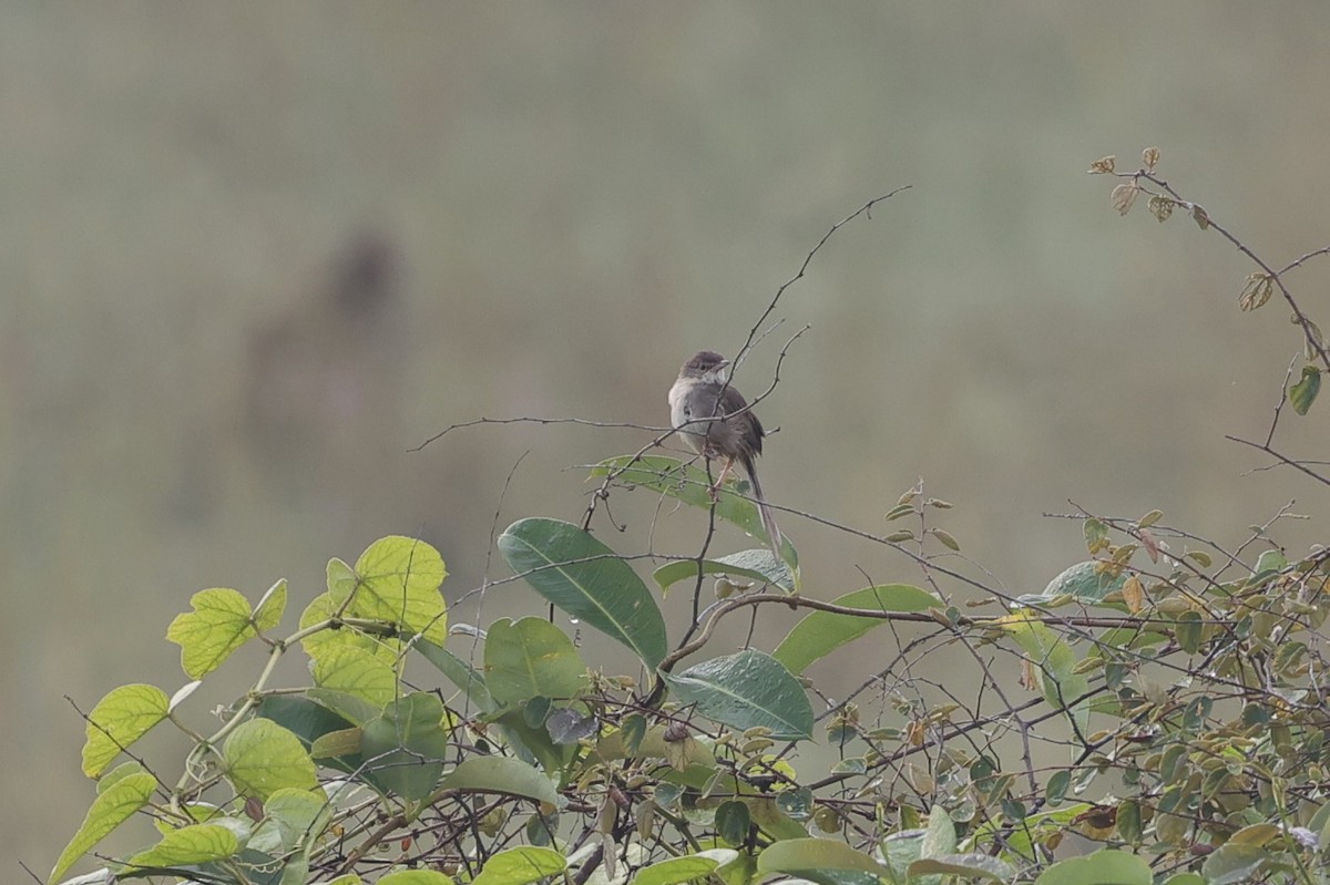 Jungle Prinia - ML646532755