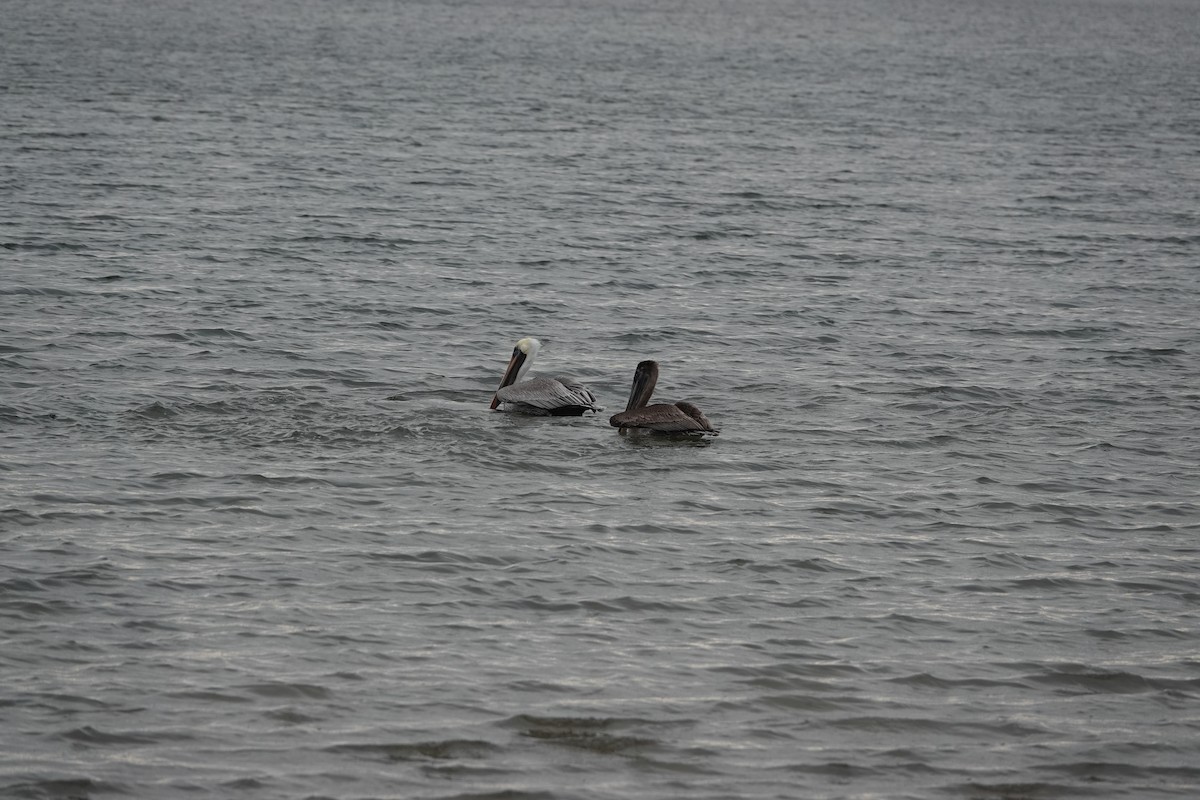 Brown Pelican - ML646532758
