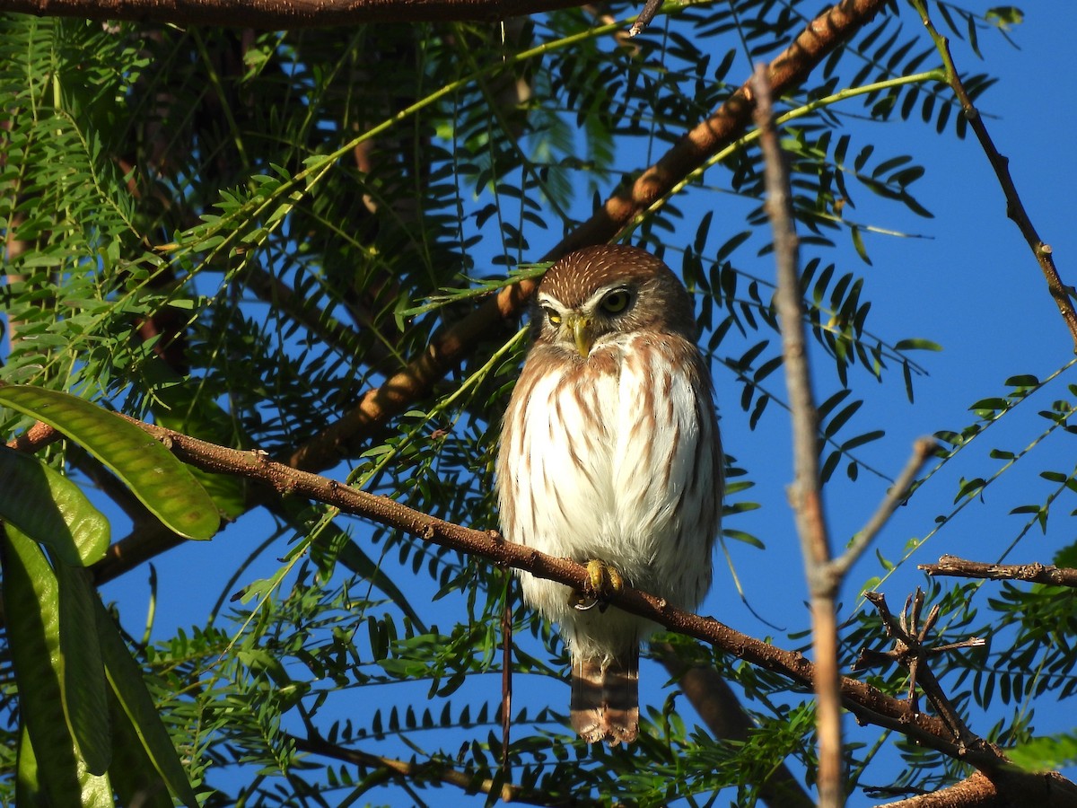 Brasilzwergkauz - ML646532761