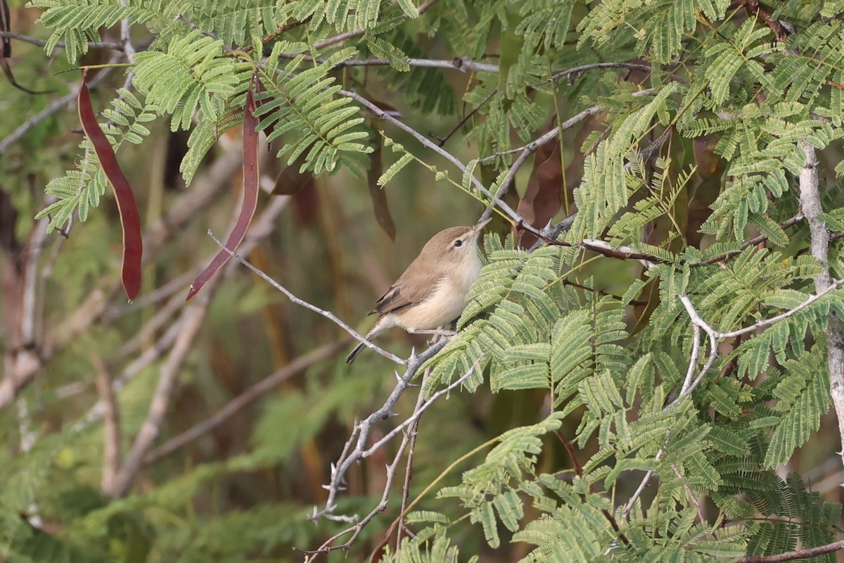 Sykes's Warbler - ML646532762