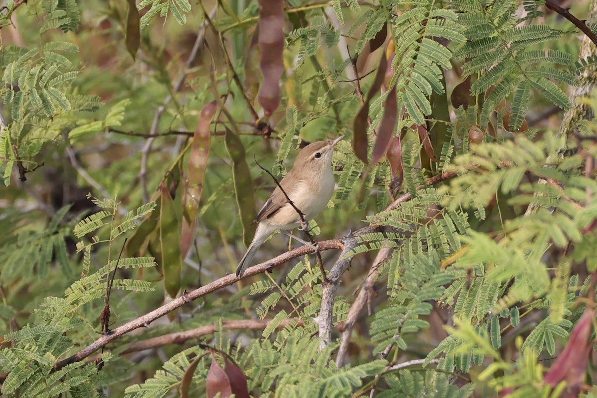 Sykes's Warbler - ML646532763