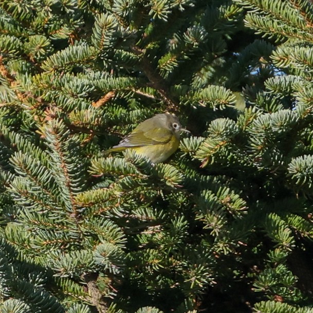 Nashville Warbler - ML646532764