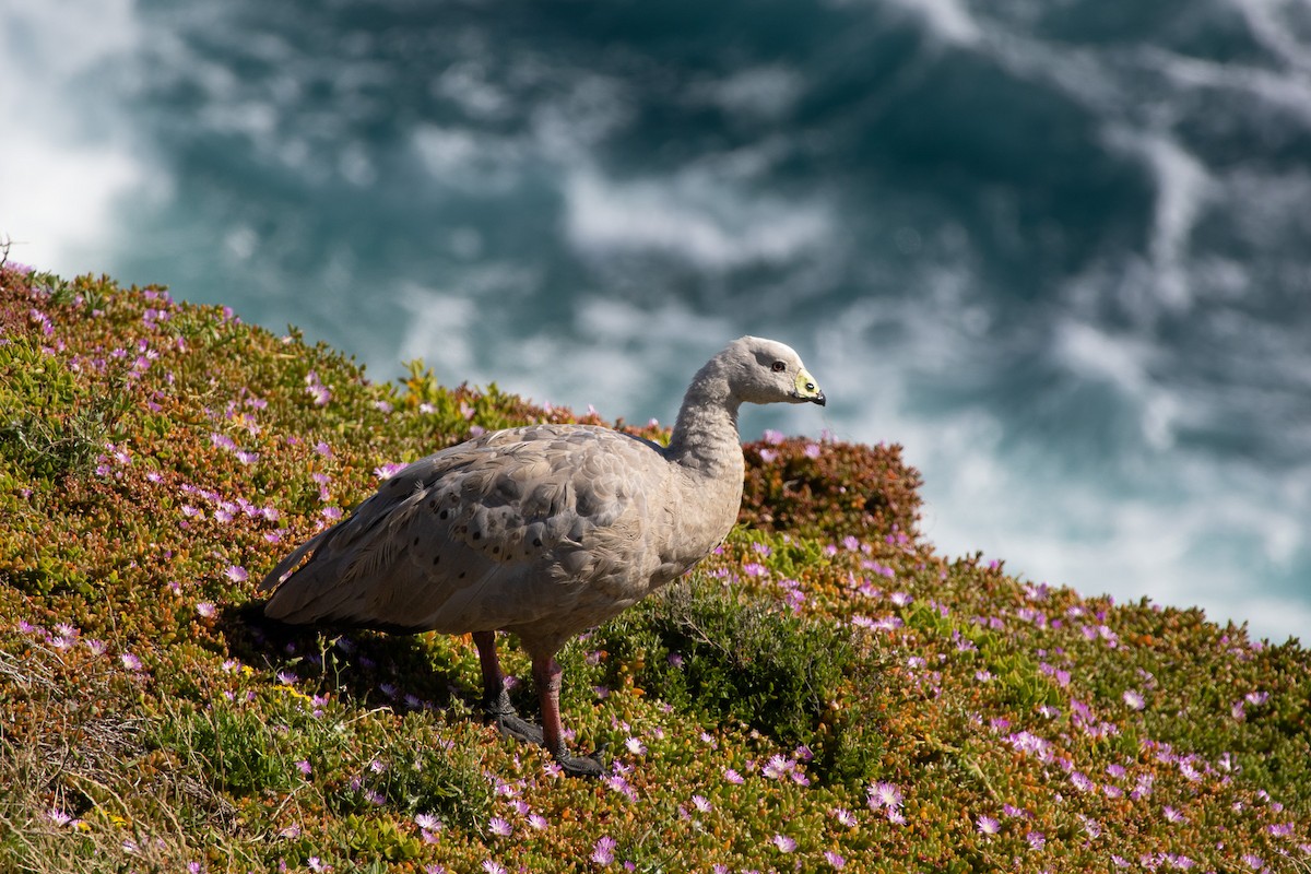 Cape Barren Goose - ML646532768