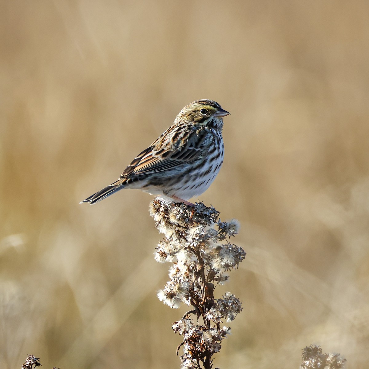 Savannah Sparrow - ML646532778