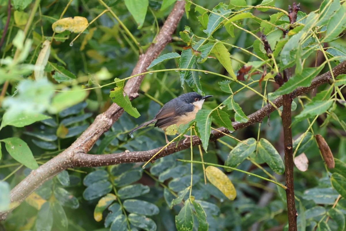 Ashy Prinia - ML646532783