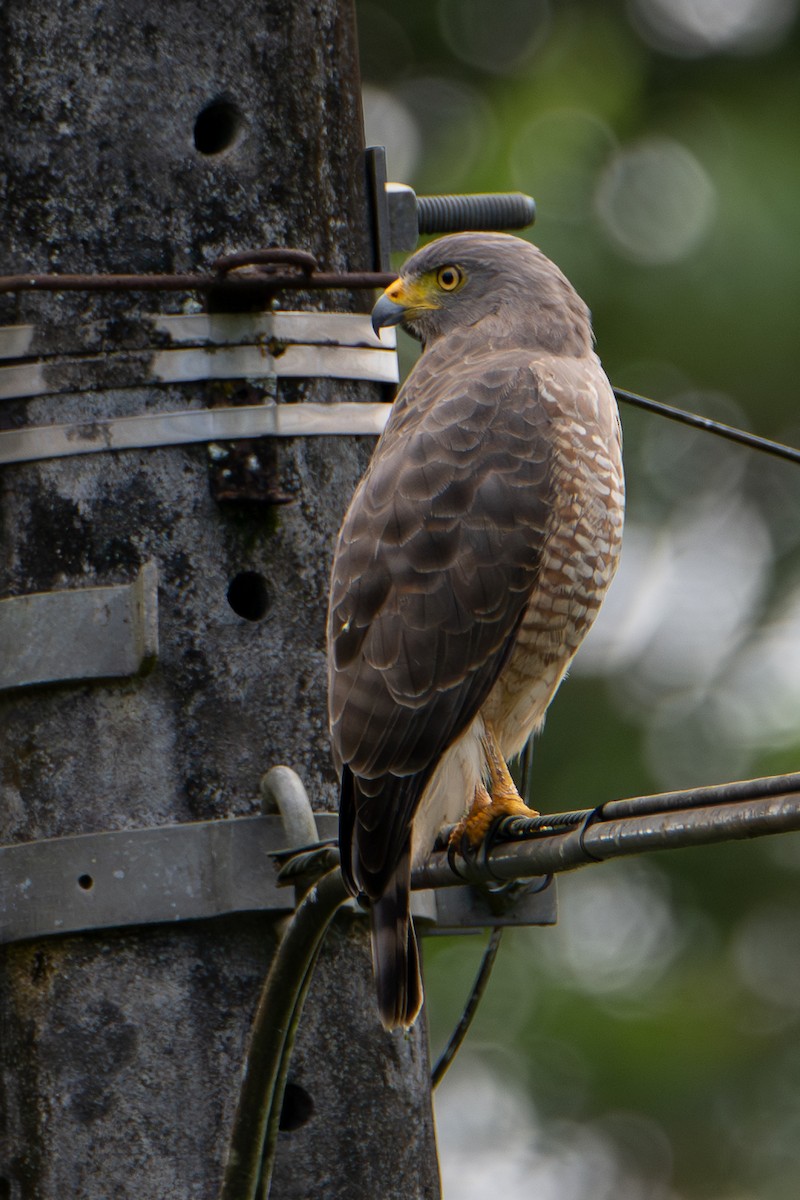 Roadside Hawk - ML646532784