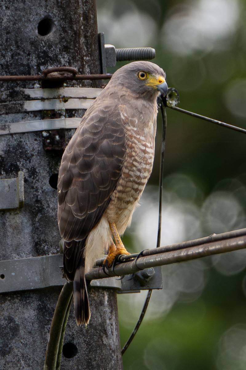 Roadside Hawk - ML646532786