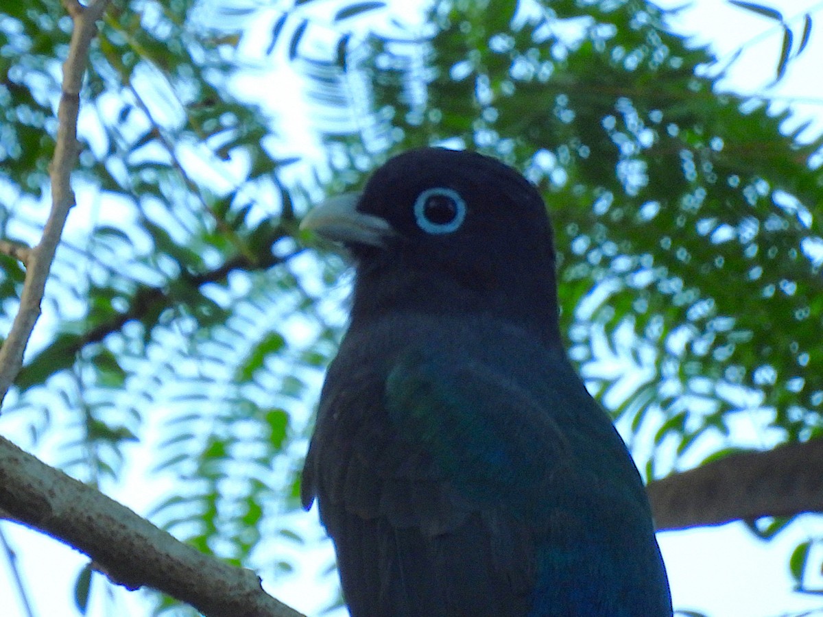 Black-headed Trogon - ML646532787