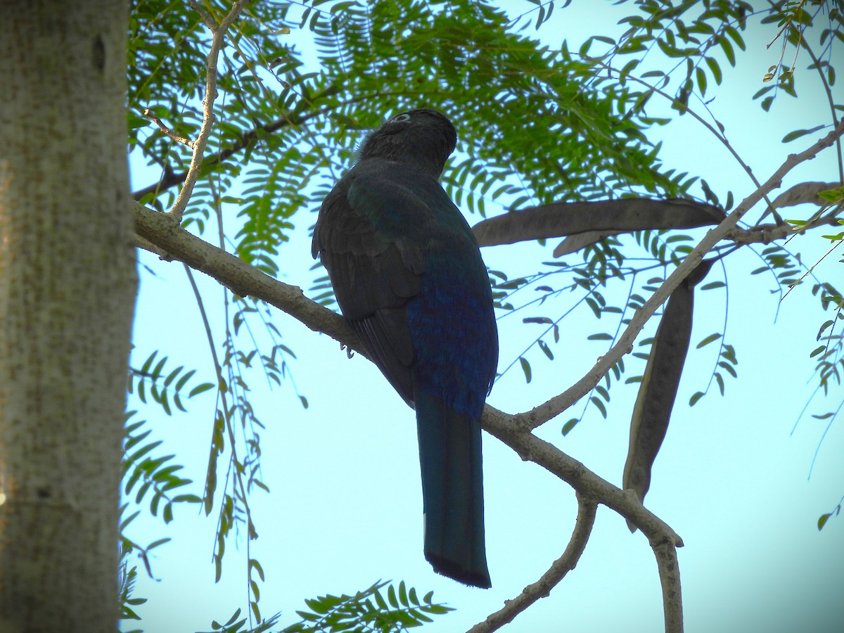 Black-headed Trogon - ML646532788