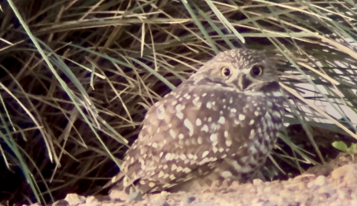 アナホリフクロウ - ML646532789