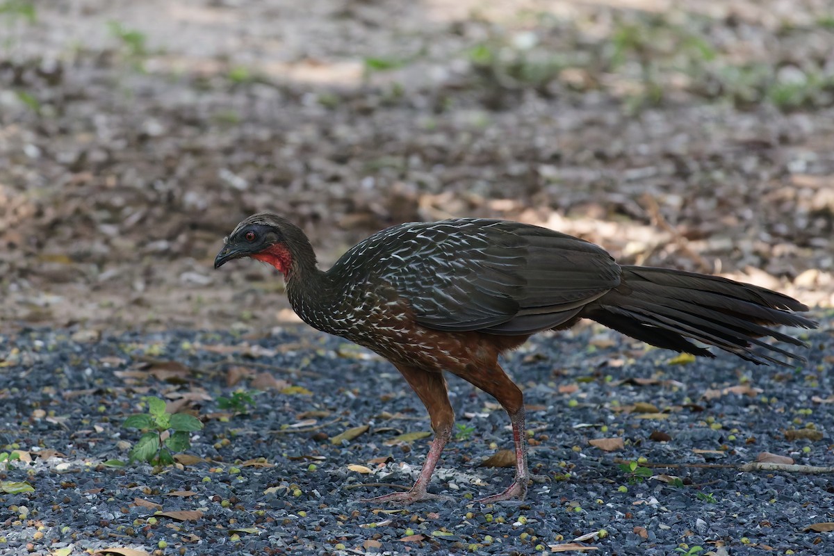 Chestnut-bellied Guan - ML646532790