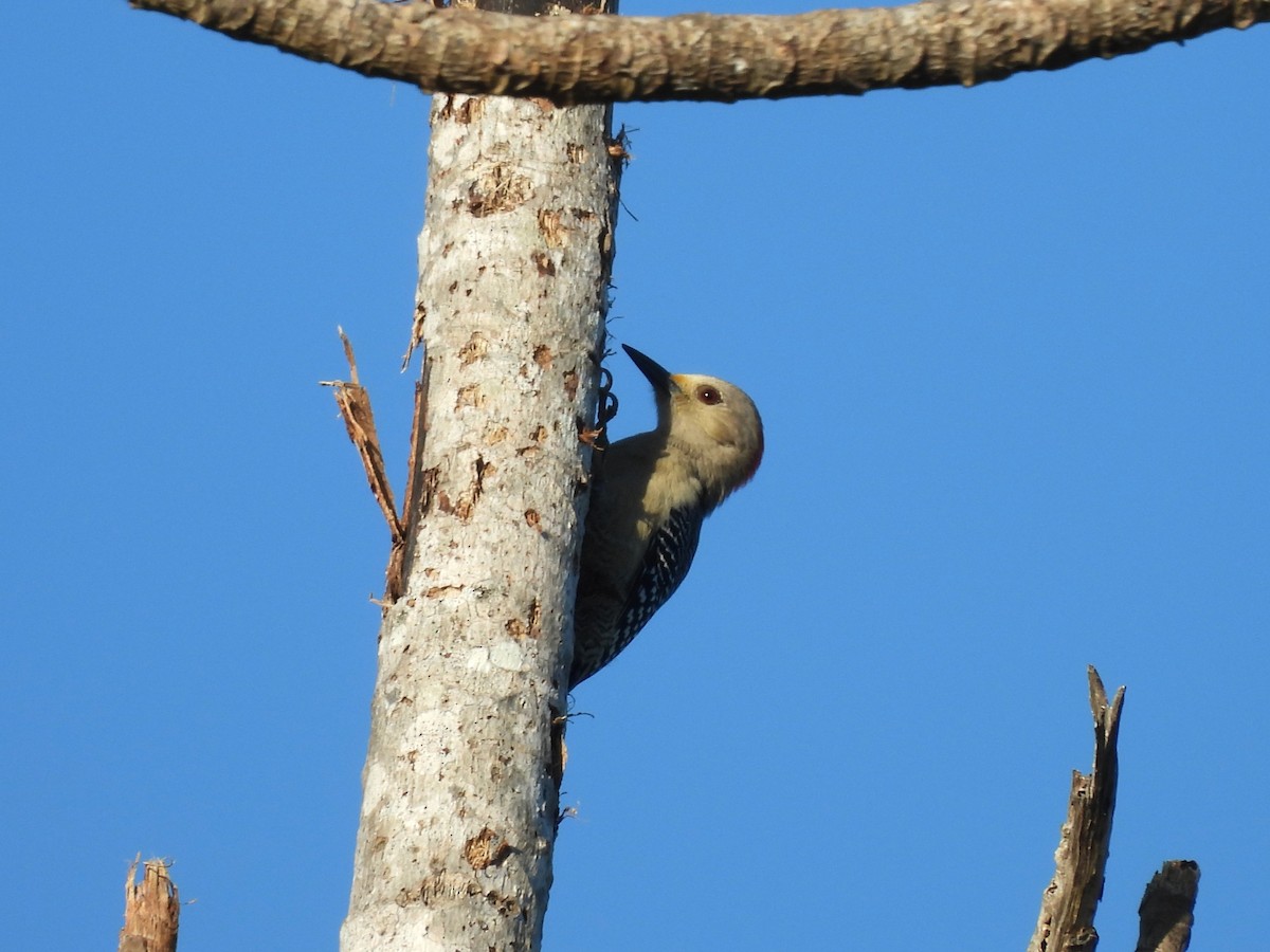 Yucatánspecht - ML646532791