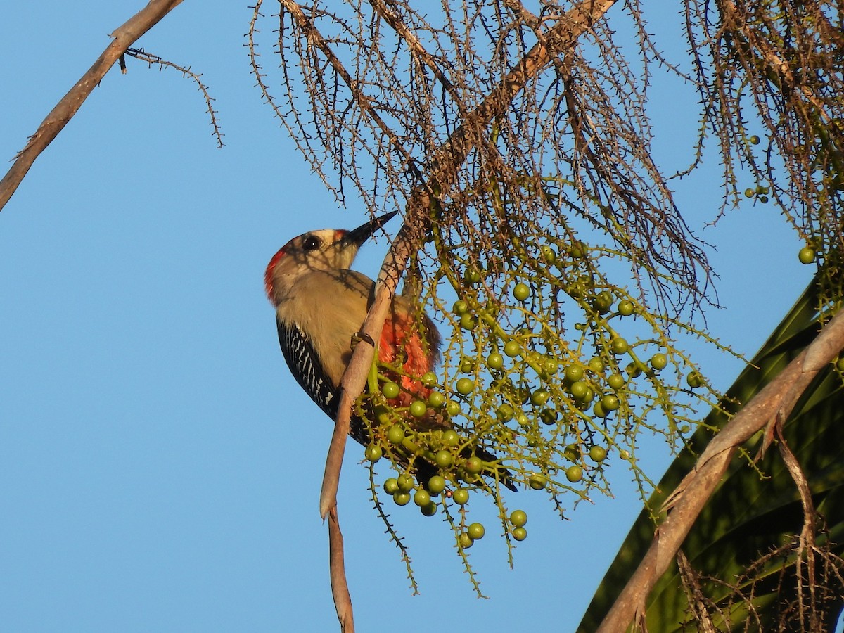 datel zlatočelý - ML646532794