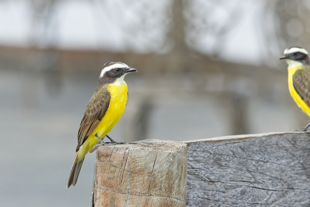 Rusty-margined Flycatcher - ML646532796