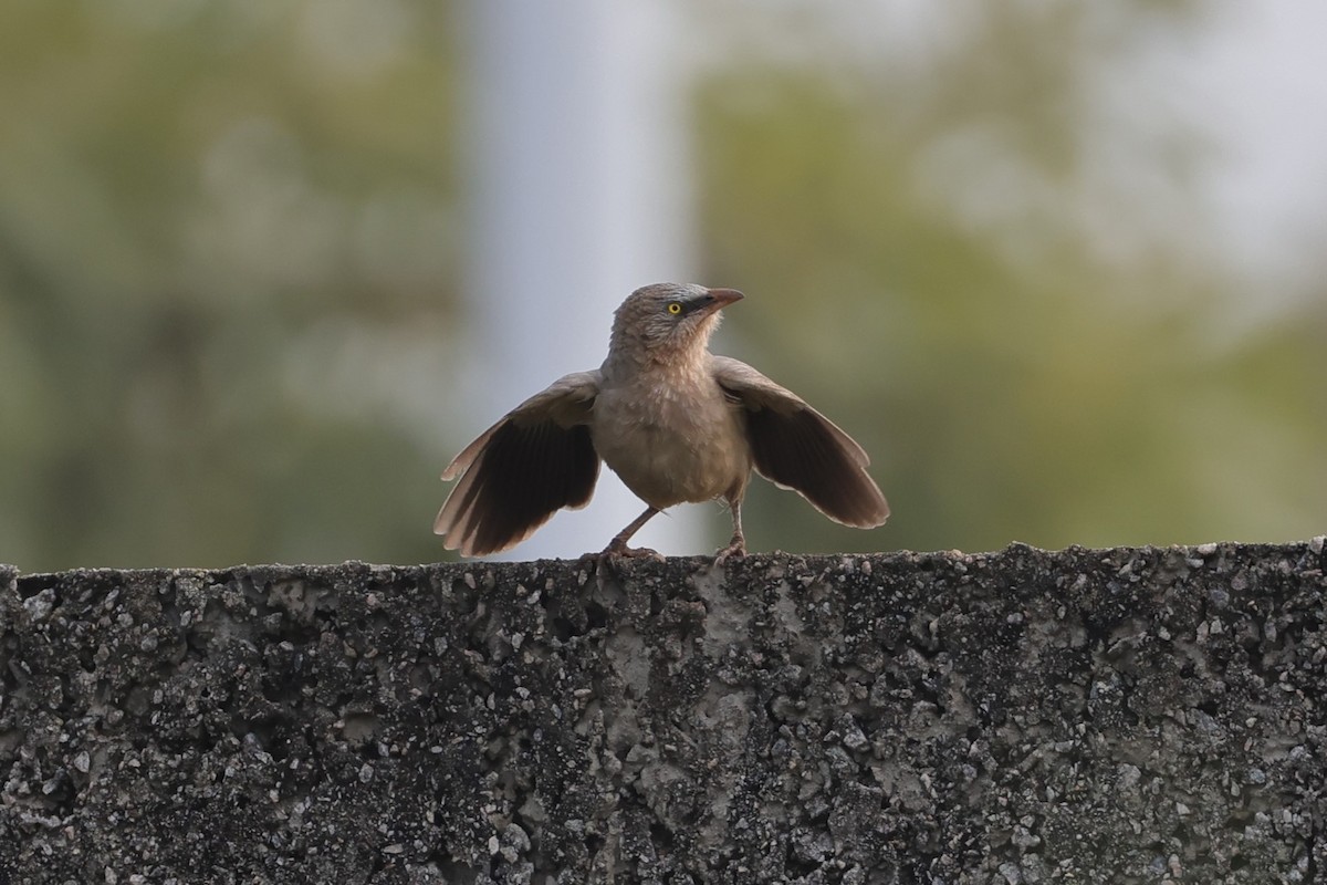 Large Gray Babbler - ML646532800