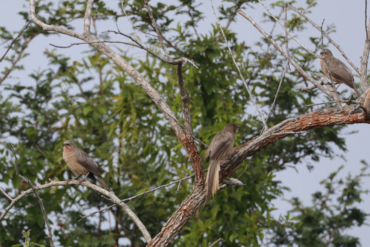 Large Gray Babbler - ML646532801