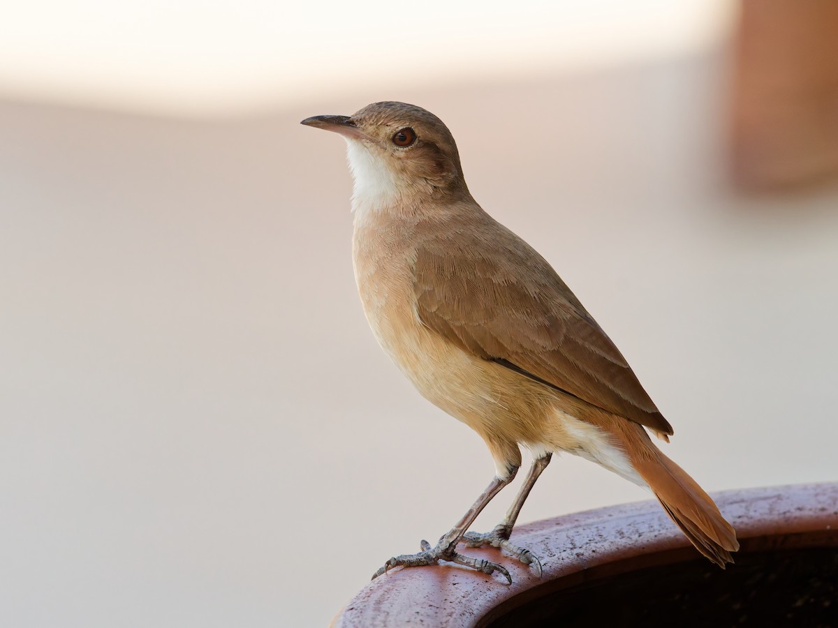 Rufous Hornero - ML646532802