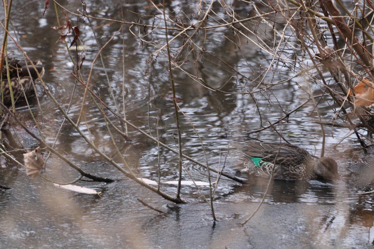 Green-winged Teal - ML646532803