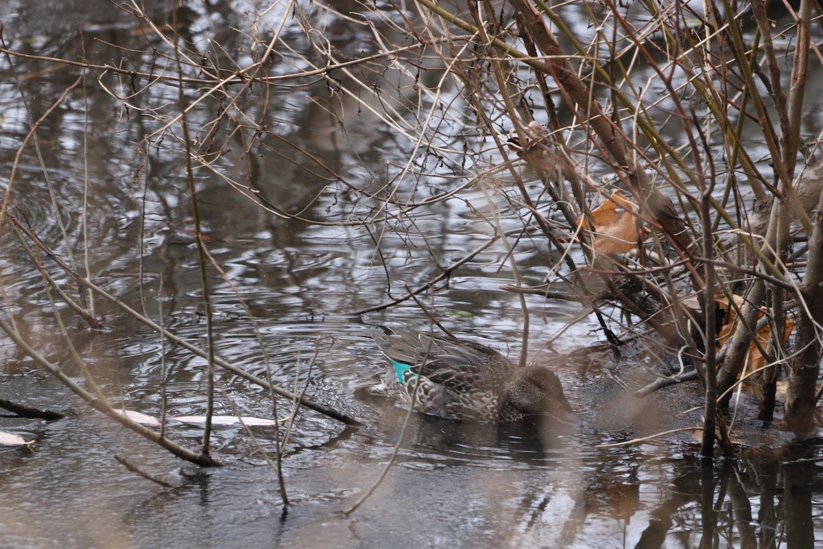 Green-winged Teal - ML646532804