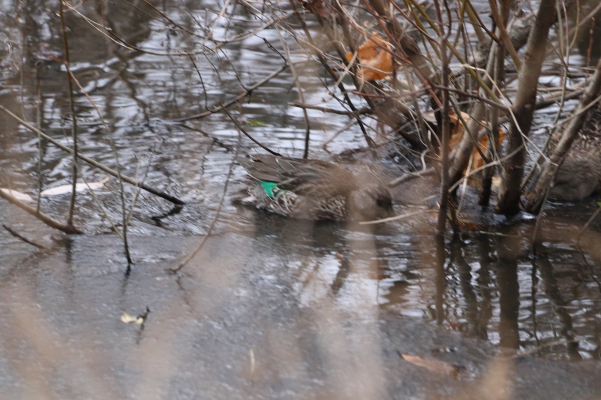 Green-winged Teal - ML646532805