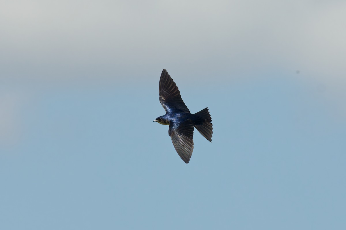 Gray-breasted Martin - ML646532806