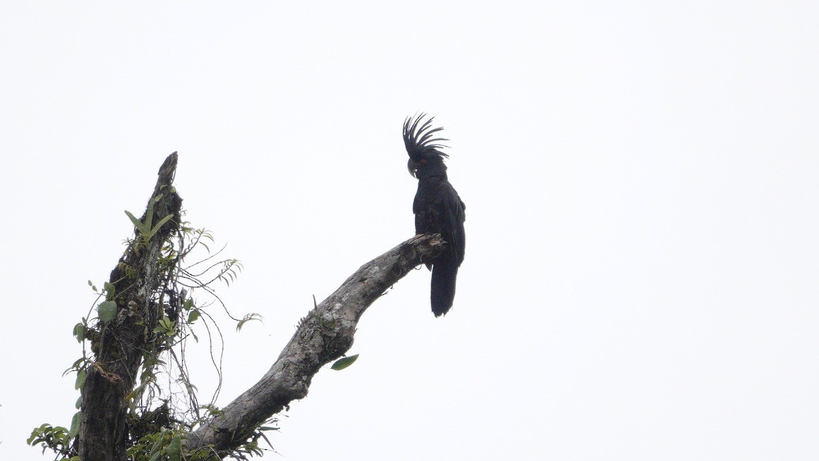 Palm Cockatoo - ML646532809