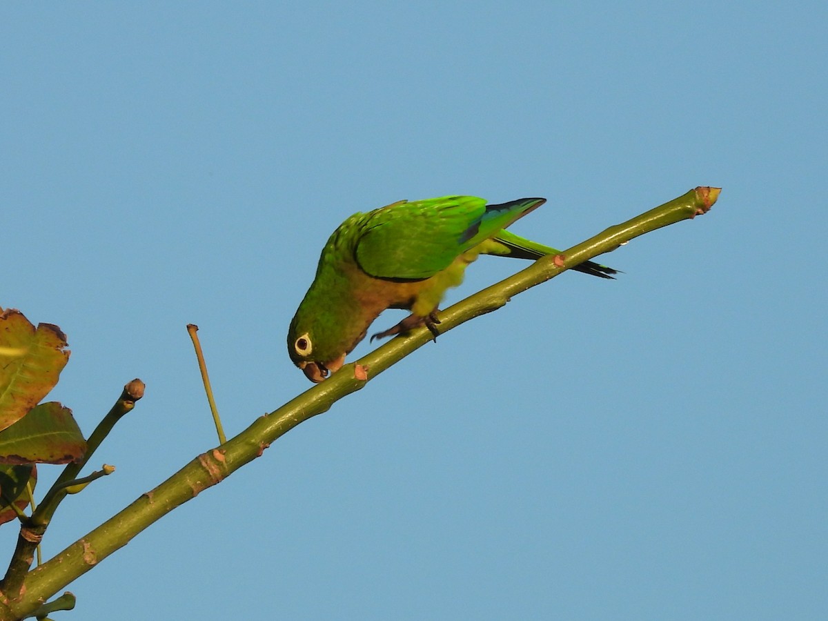 Jamaikasittich - ML646532810