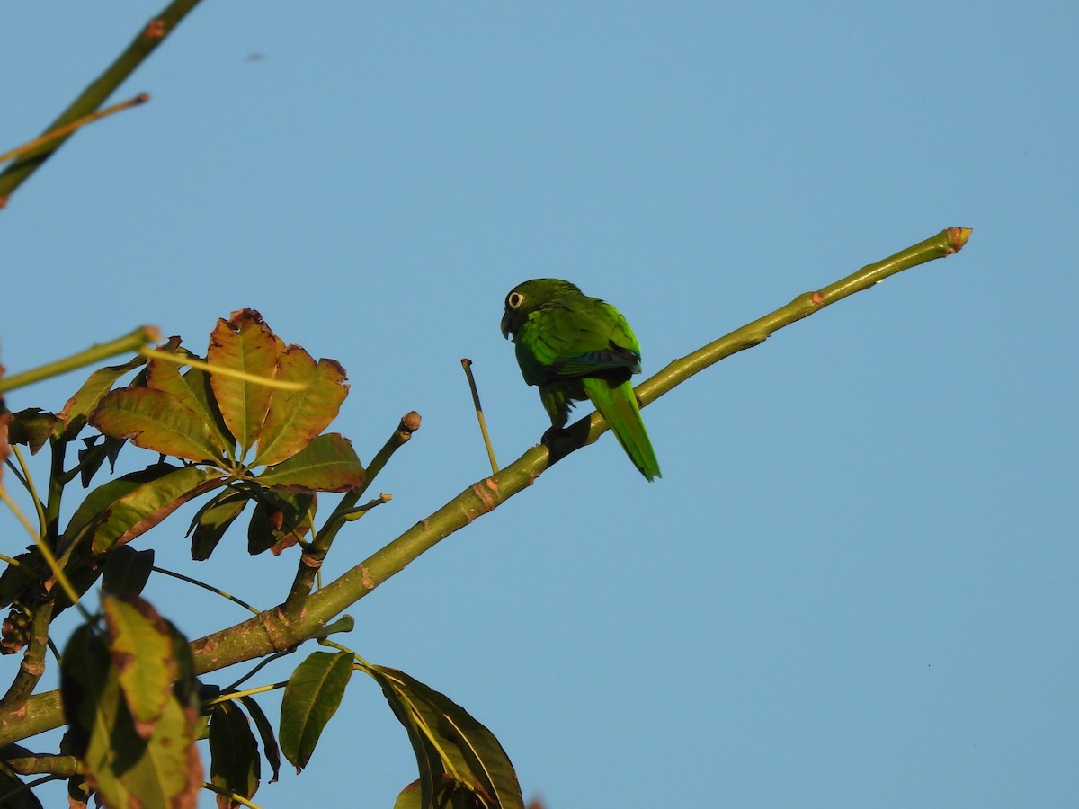 Jamaikasittich - ML646532811