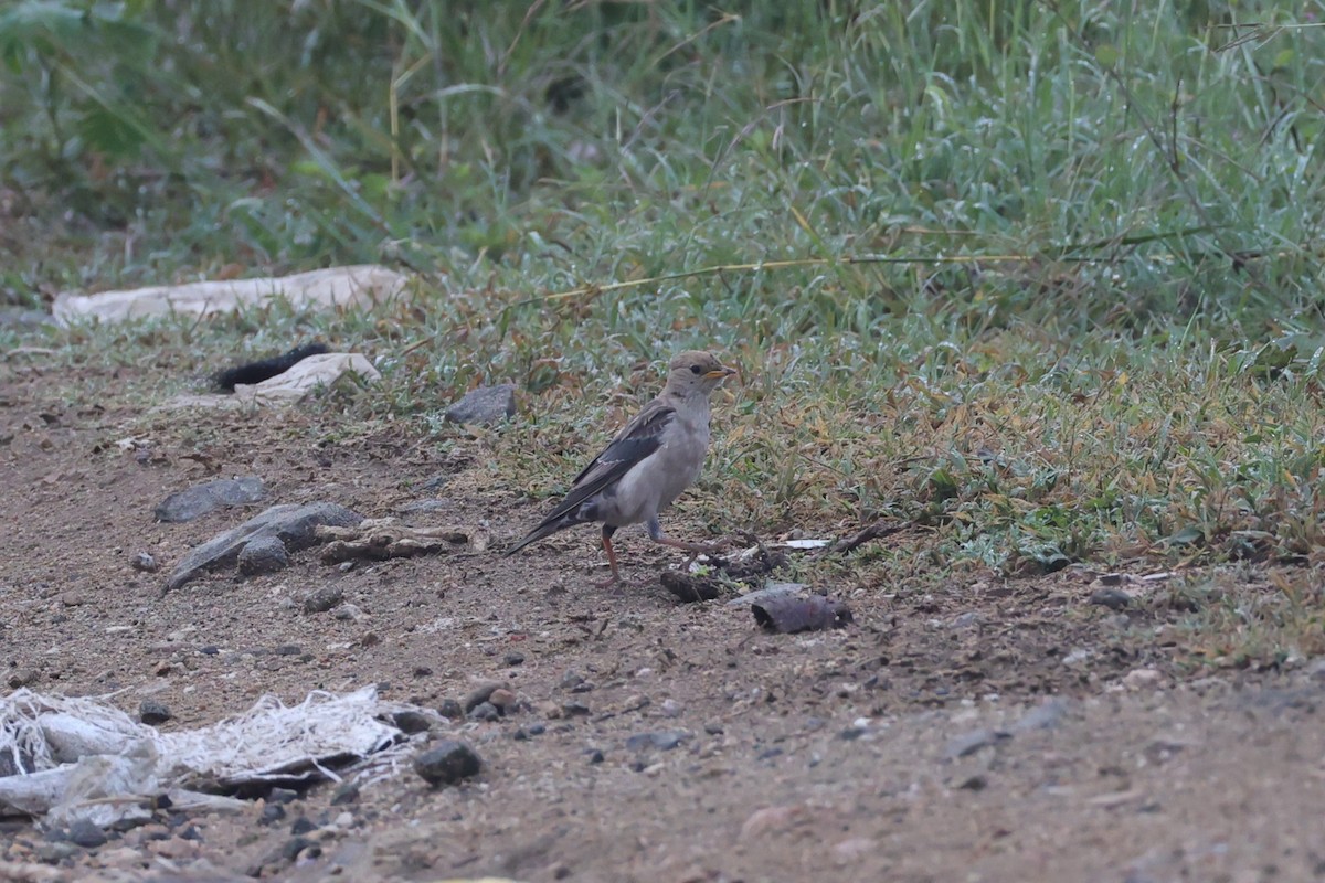 Rosy Starling - ML646532812