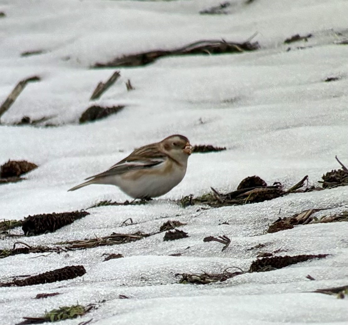 ユキホオジロ - ML646532813