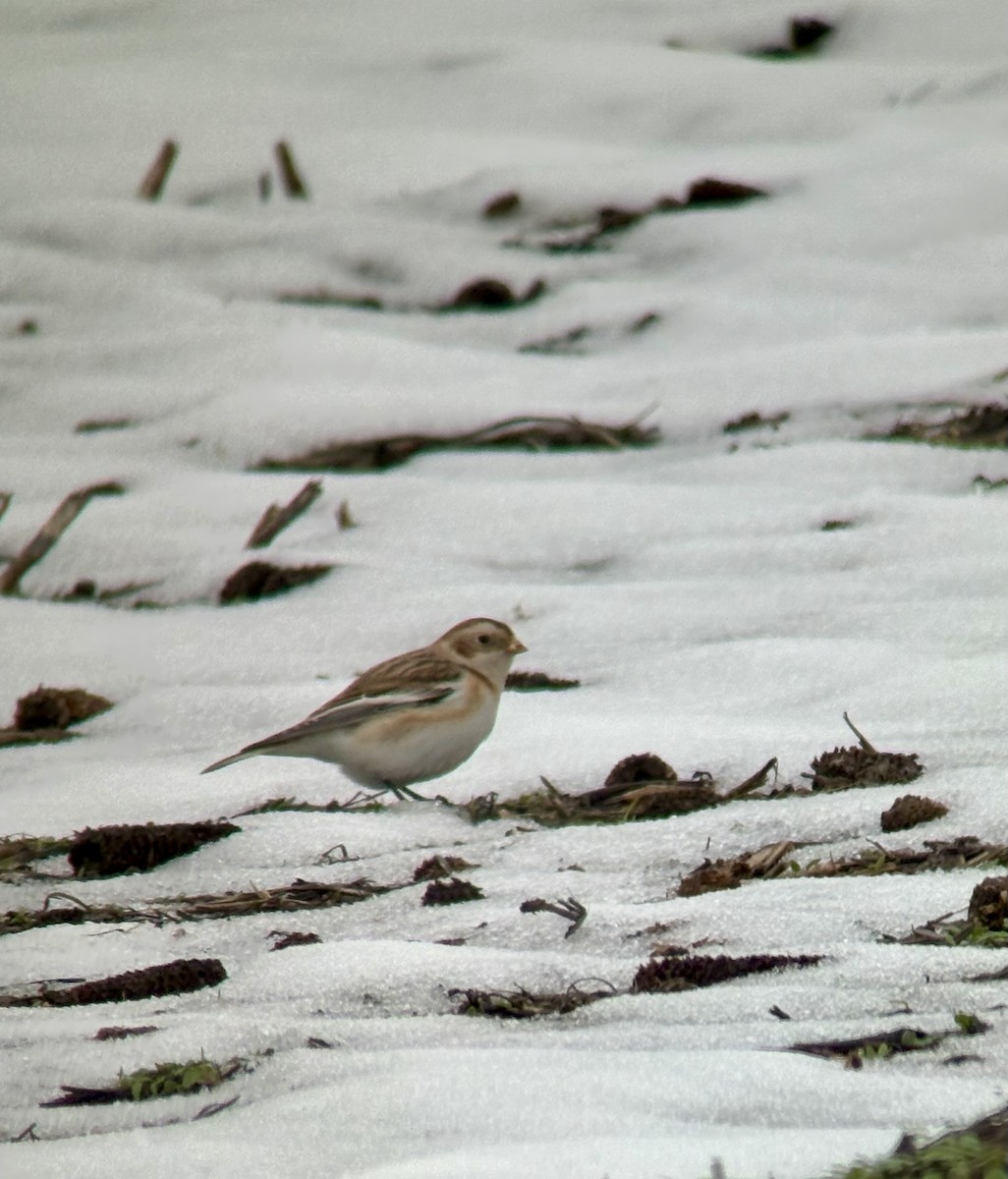 ユキホオジロ - ML646532814