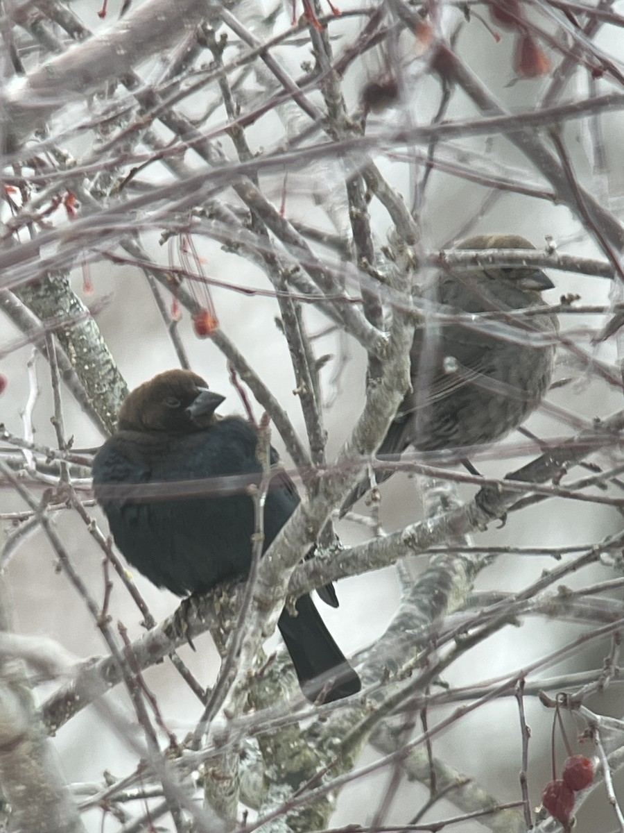 Коровий трупиал, буроголовый желтушник - ML646532815