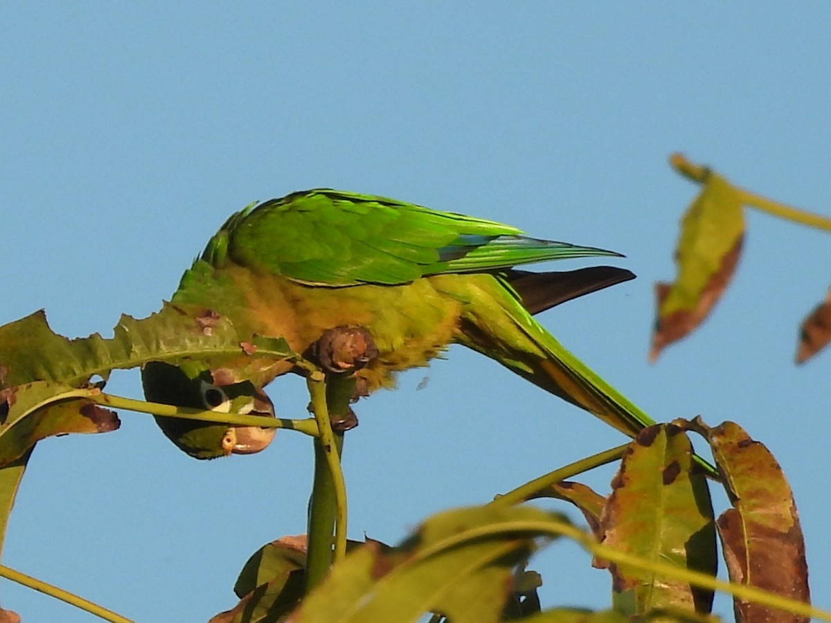 Jamaikasittich - ML646532816