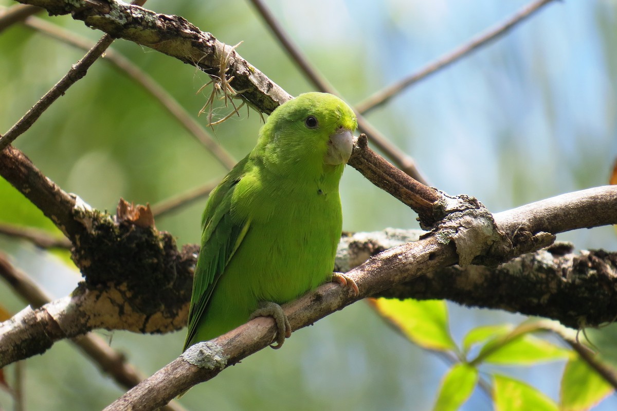 Toui de Spix - ML646532817