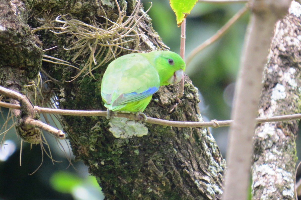 Toui de Spix - ML646532818