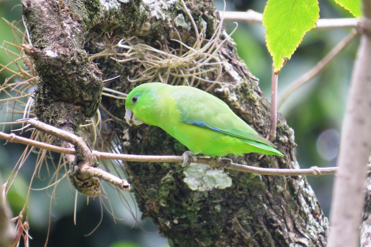 Toui de Spix - ML646532820