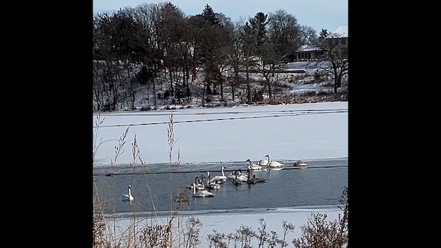 Trumpeter Swan - ML646532821