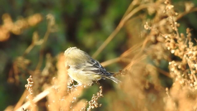 čížek mexický - ML646532822