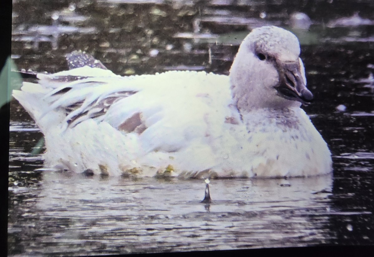 Snow Goose - ML646532823