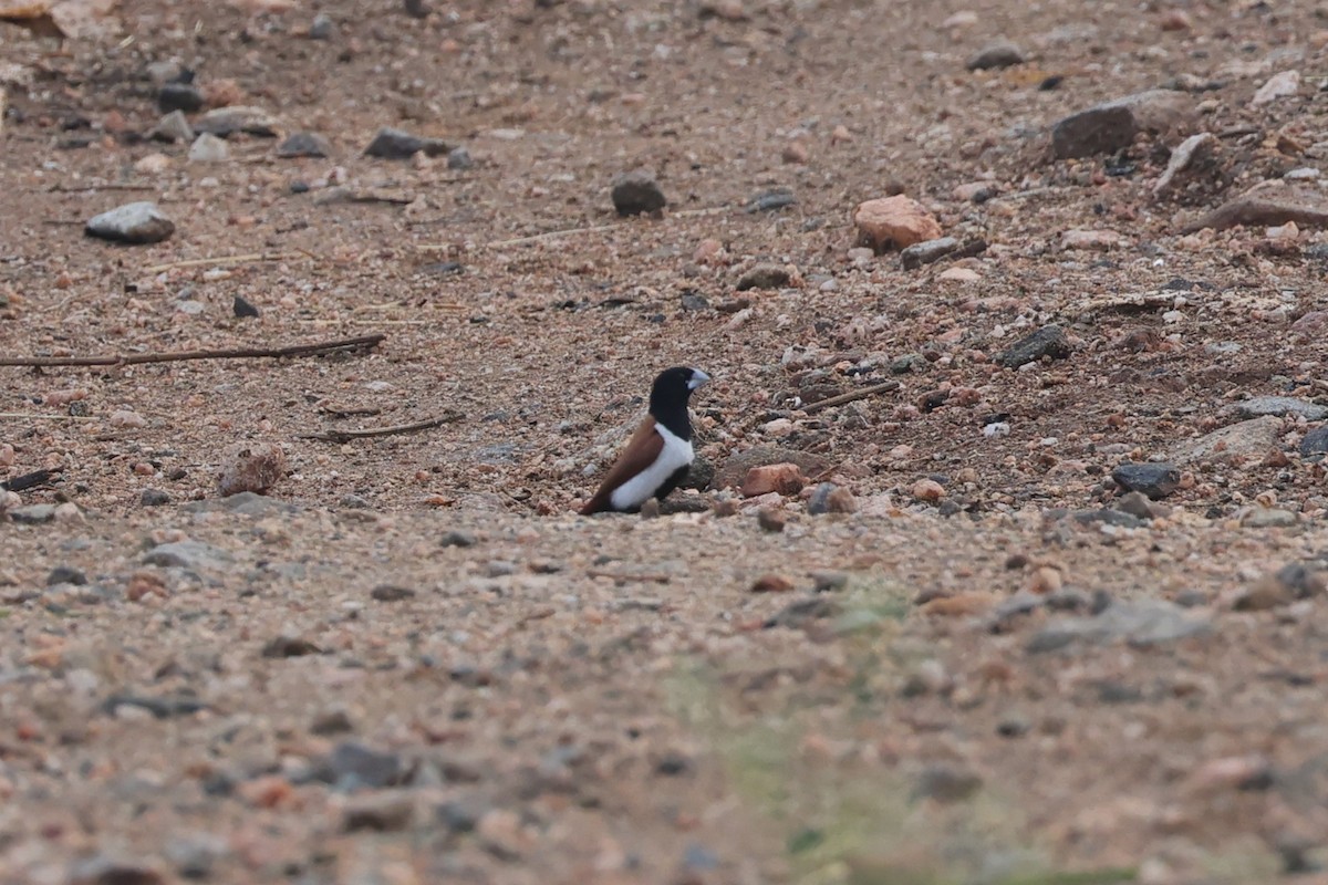 Tricolored Munia - ML646532824