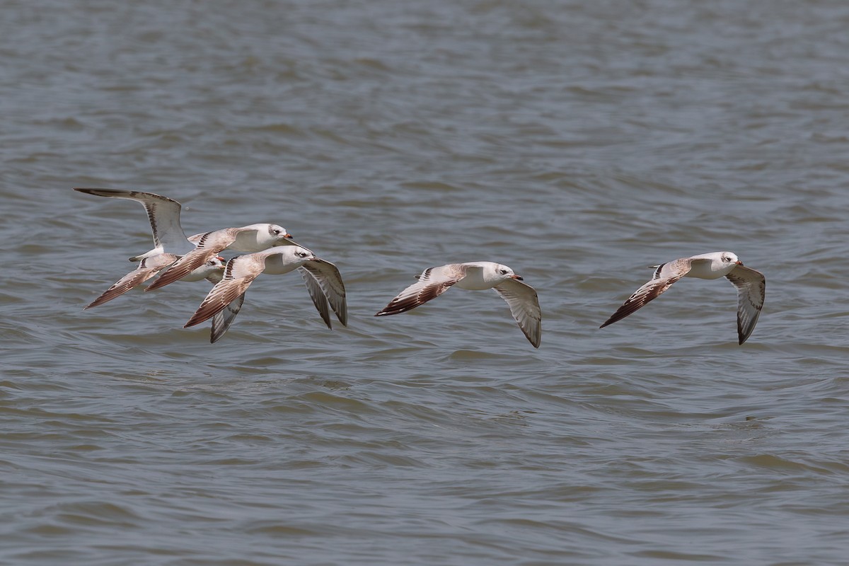 Черноголовая чайка - ML646532825