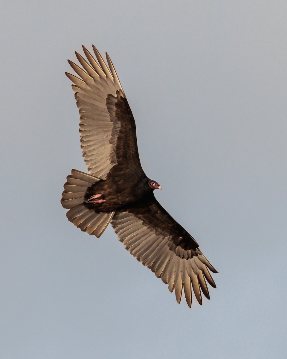 Turkey Vulture - ML646532826