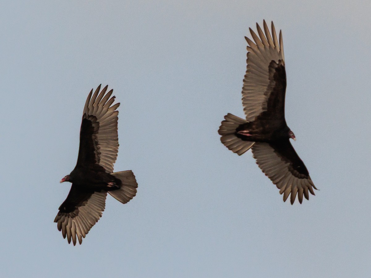 Turkey Vulture - ML646532827