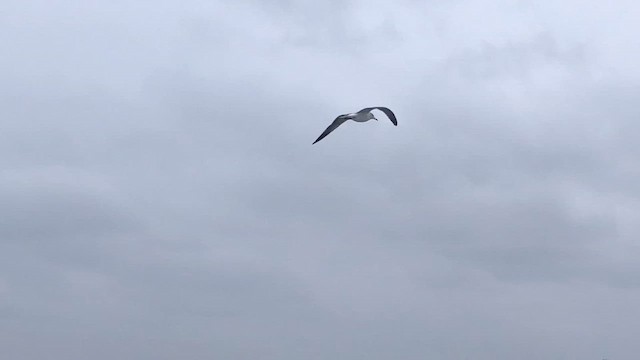 Lesser Black-backed Gull - ML646532833
