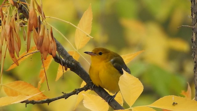 lesňáček zlatý - ML646532851